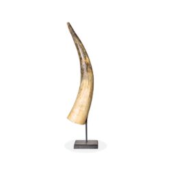 Nguni Horns fornt