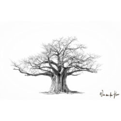 Timeless Baobab