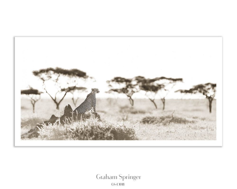 Cheetah's Vigil – From the Elegy Collection
