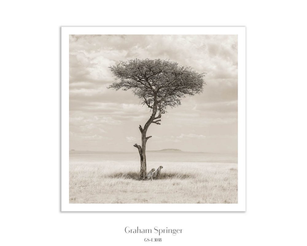 Cheetahs in the Canopy – From the Elegy Collection
