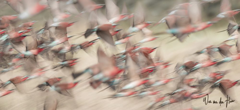 Colorful Flight – From the Birds Collection