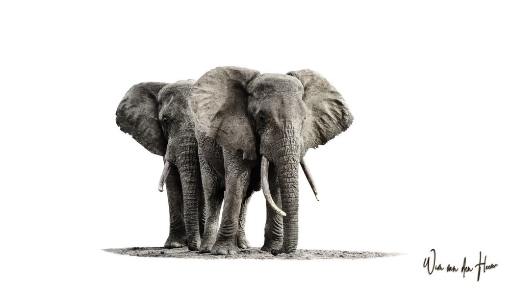 Elephant Embrace – From the Fine Art Collection