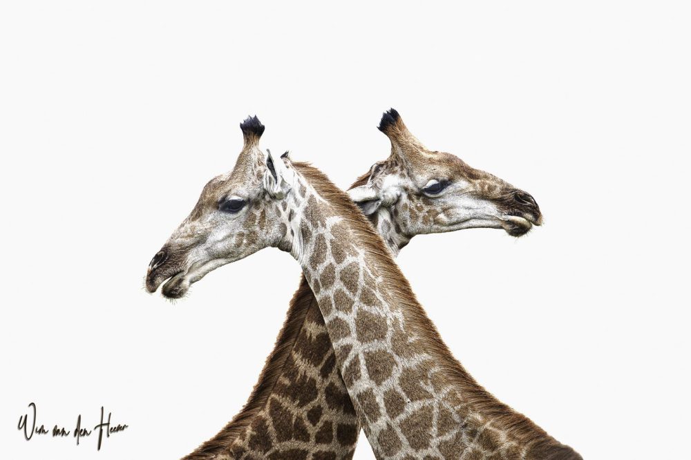 Giraffe Interlude – From the Fine Art Collection