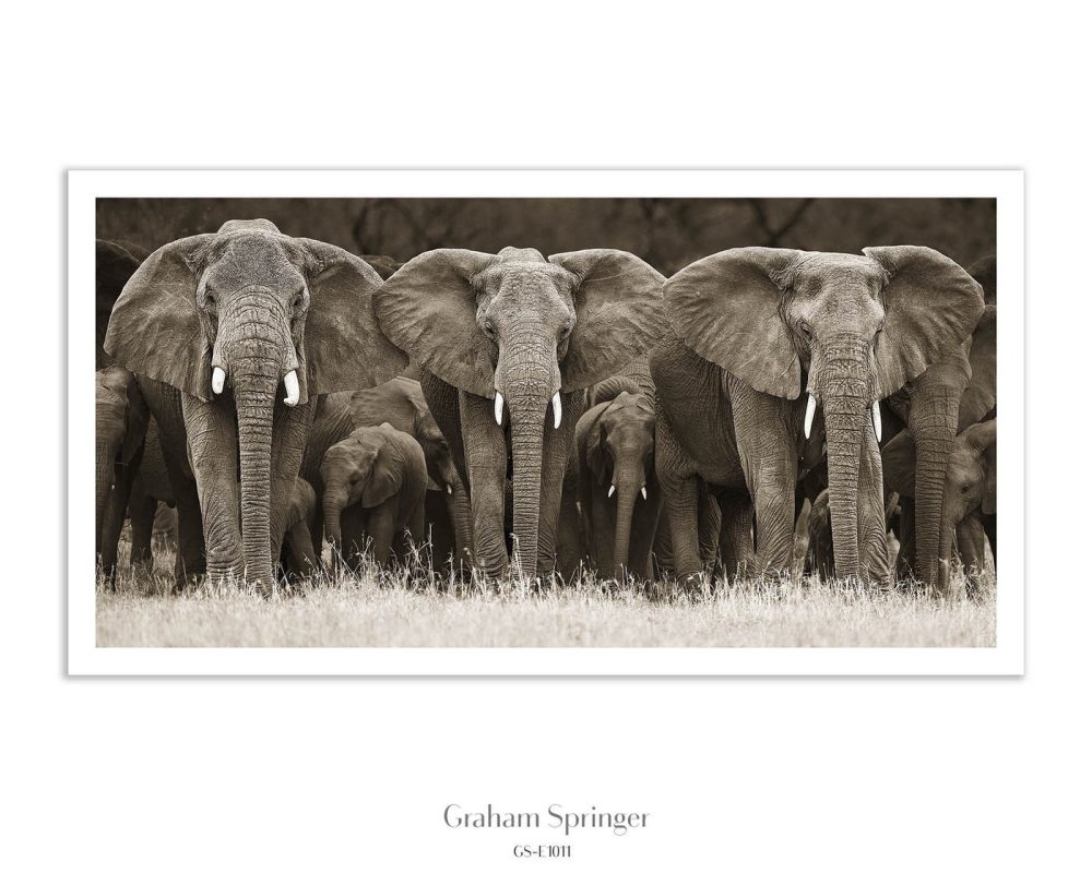 Guardians of the Young – From the Elegy Collection