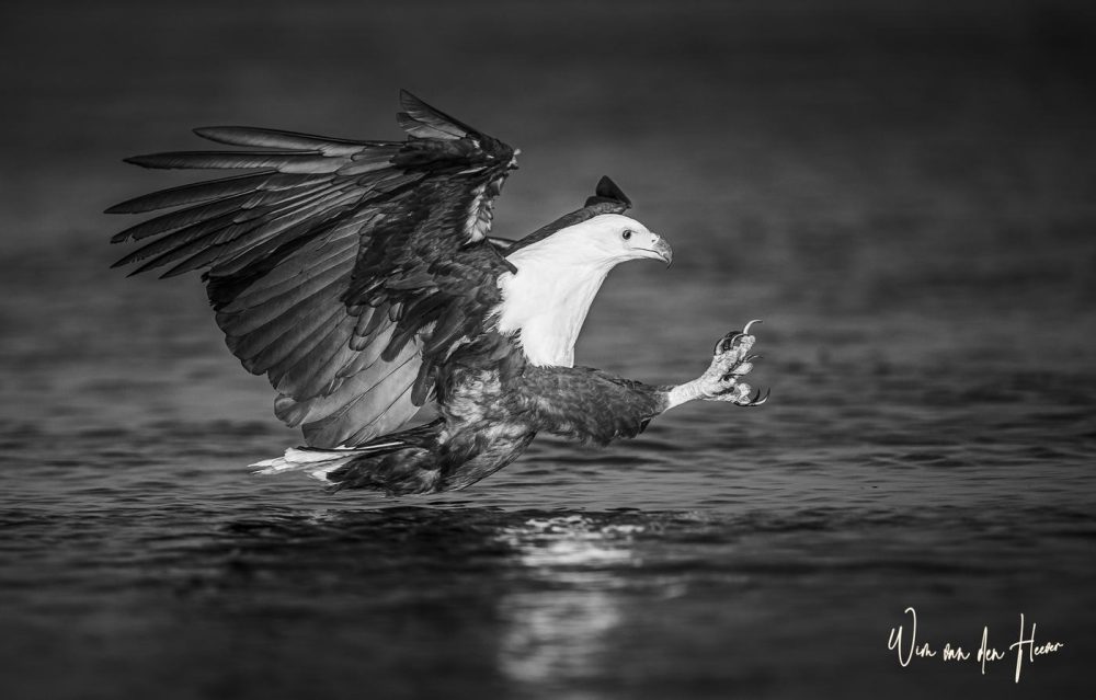 Majestic Flight – From the Birds Collection