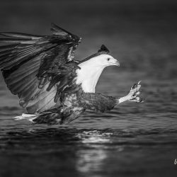 Majestic Flight