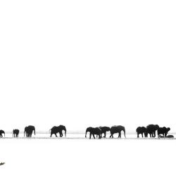Shadows of the Giants