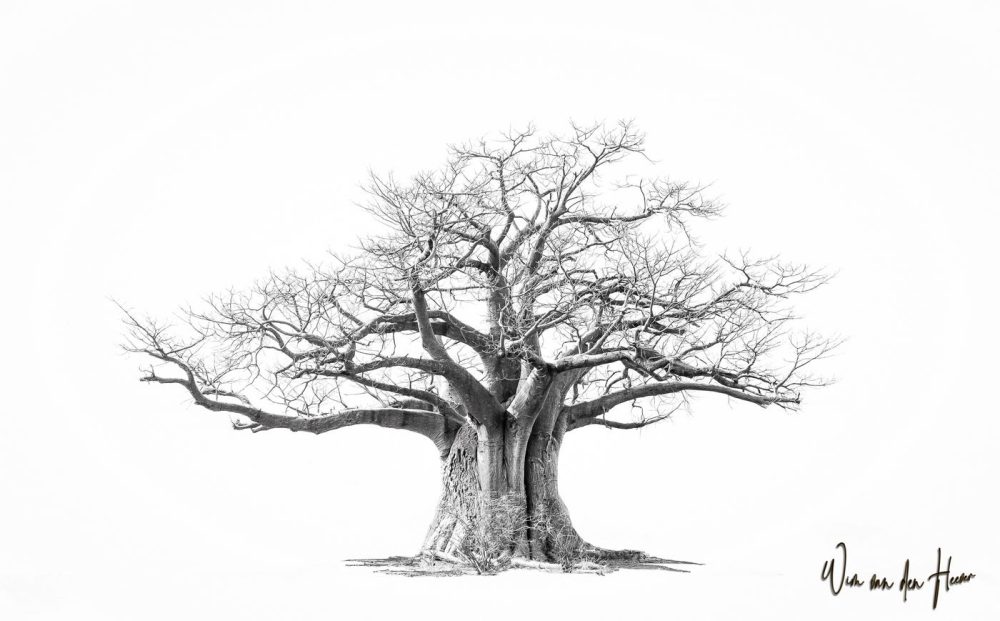 Spacious Baobab – From the Baobab Collection