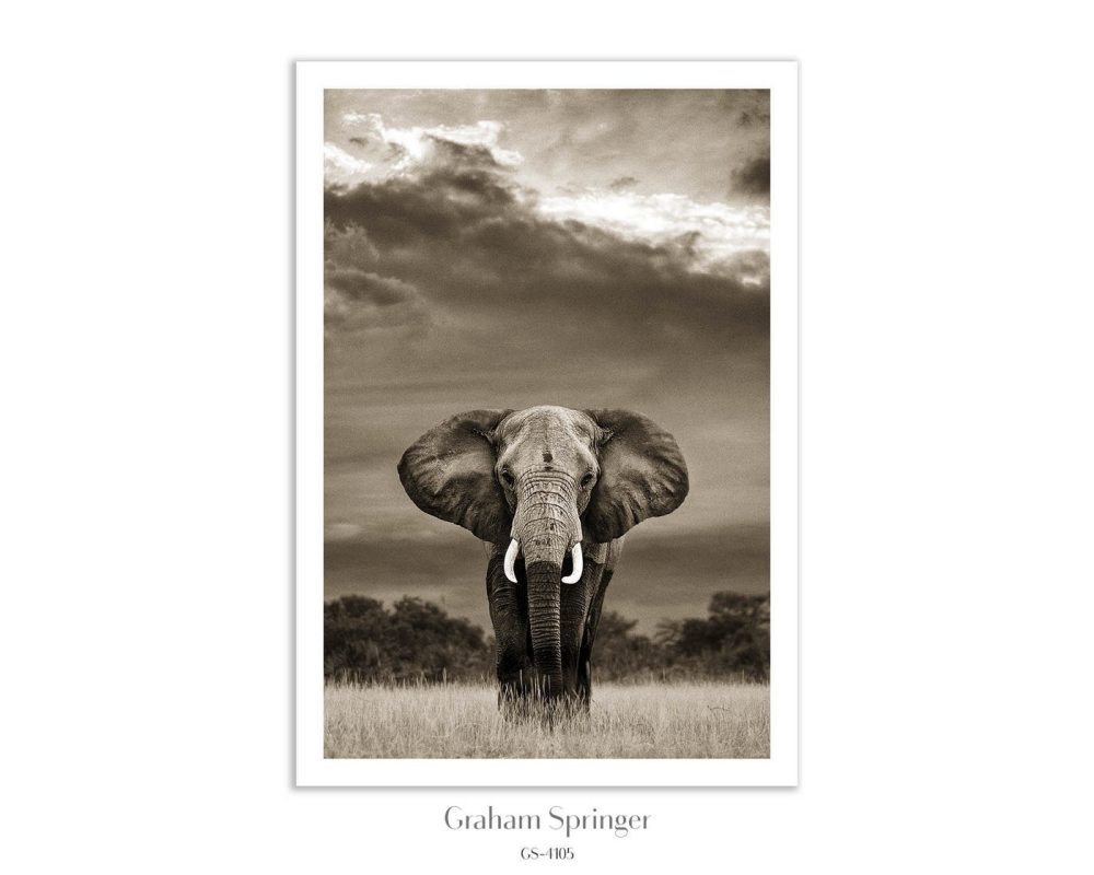 an elephant standing in a field