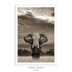 an elephant standing in a field