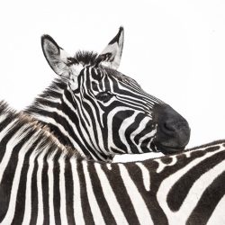 Zebra Curiosity